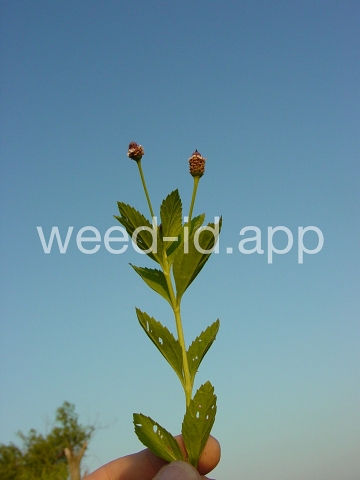 fogfruit, northern